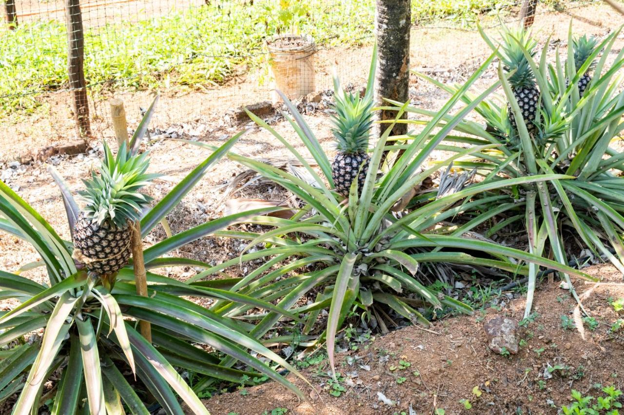 Mangaal Farmstay Goa Vichondrem Bagian luar foto