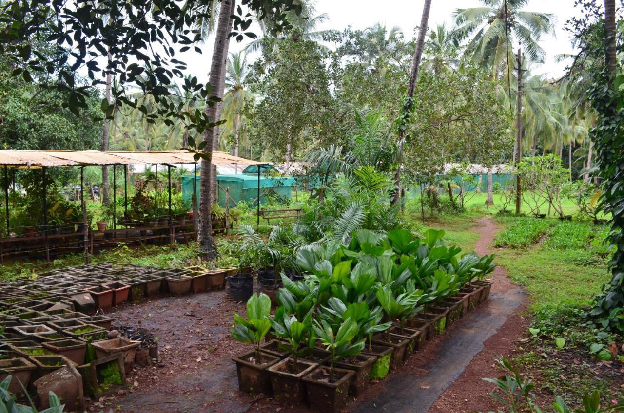 Mangaal Farmstay Goa Vichondrem Bagian luar foto